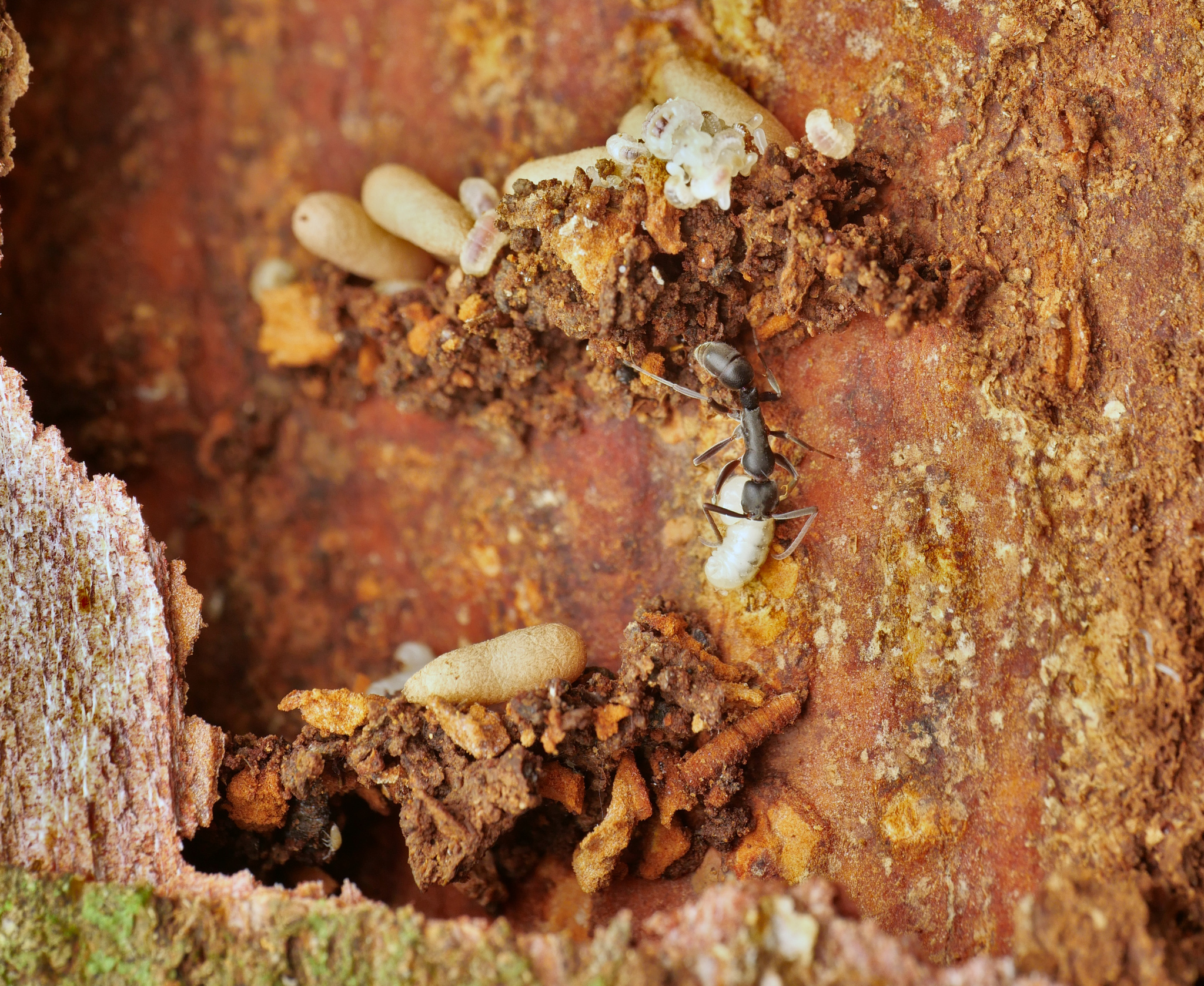 Platythyrea quadridenta