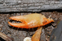 Engaeus tuberculatus