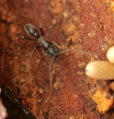 Platythyrea quadridenta