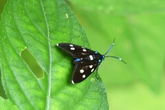 Chrysartona stipata