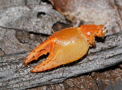 Engaeus tuberculatus
