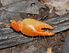 Engaeus tuberculatus