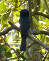 Myiagra cyanoleuca