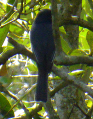 Myiagra cyanoleuca