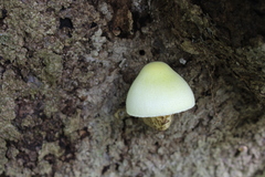 Volvariella bombycina bombycina