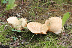 Gyroporus cyanescens