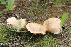 Gyroporus cyanescens