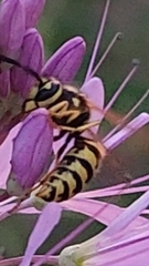 Vespula pensylvanica