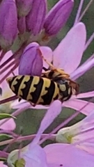 Vespula pensylvanica