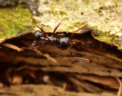 Pristomyrmex