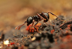 Pristomyrmex