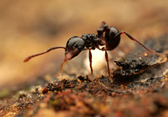 Pristomyrmex
