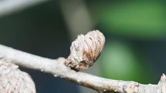 Andricus quercusfoliatus