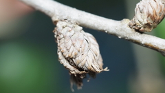 Andricus quercusfoliatus