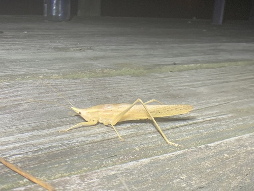 Slightly Musical Conehead Katydid photo 5