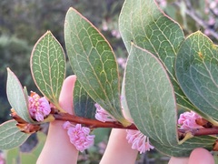 Hakea neurophylla