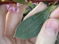 Hakea neurophylla