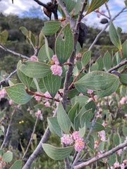 Hakea neurophylla