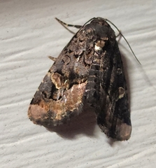 Homophoberia apicosa