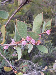 Hakea neurophylla