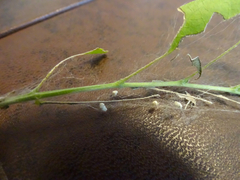 Uresiphita reversalis