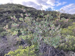 Hakea neurophylla