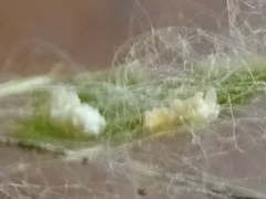 Uresiphita reversalis