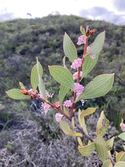Hakea neurophylla