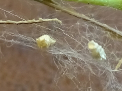 Uresiphita reversalis