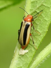 Zonitis bilineata
