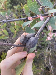 Hakea neurophylla