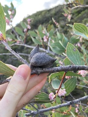 Hakea neurophylla