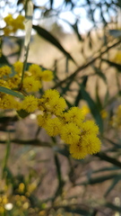 Acacia hakeoides