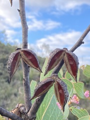 Hakea neurophylla
