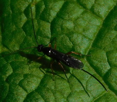 Ichneumonoidea