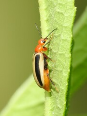 Zonitis bilineata