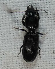 Clivina dentipes