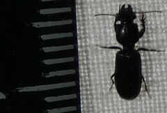 Clivina dentipes