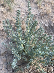Halogeton