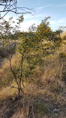 Acacia hakeoides