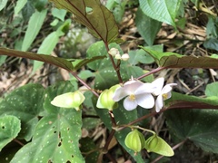 Begonia lukuana