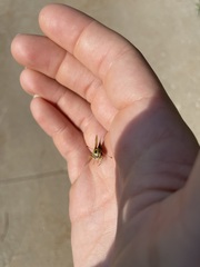 Heteropterinae