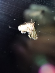 Petrophila canadensis