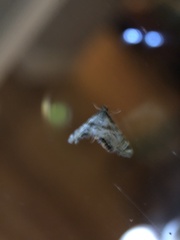 Petrophila canadensis