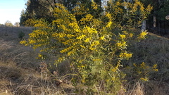 Acacia hakeoides