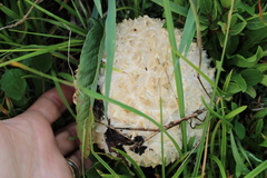 Calvatia sculpta
