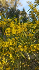 Acacia hakeoides