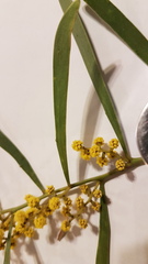 Acacia hakeoides