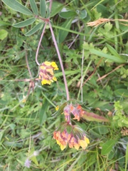 Anthyllis vulneraria