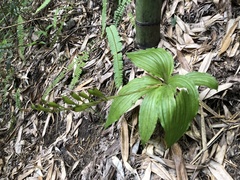 Liparis sootenzanensis